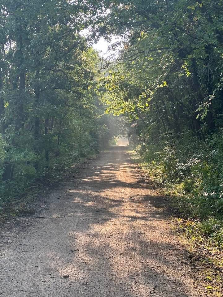 May be an image of grass, tree, road and fog