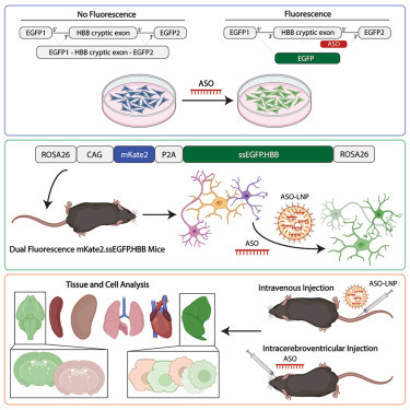 A fluorescent splice-switching mouse model enables high-throughput, sensitive  quantification of antisense oligonucleotide delivery and activity -  ScienceDirect
