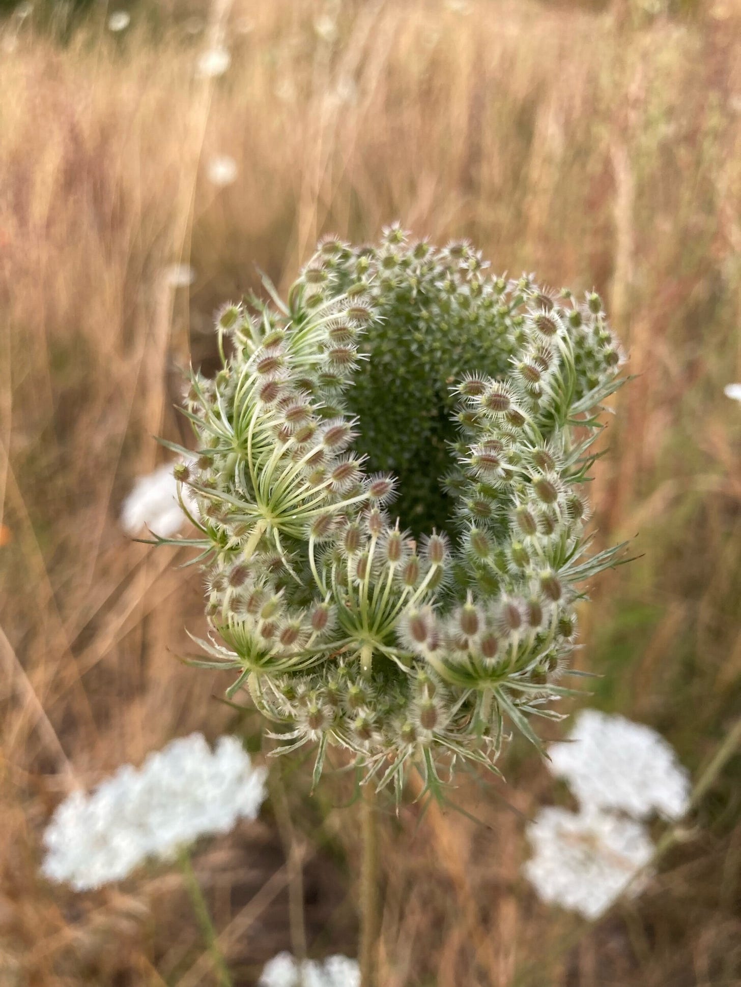 When Queen Anne’s Lace goes to seed it resembles a bird’s nest. The sticky seeds are just waiting for an unsuspecting passerby to come along to help spread them.