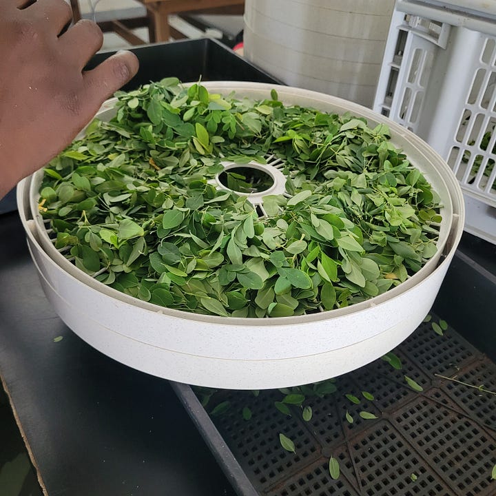 peeling casava, lobster meal. fishmeal. picking moringa leaves, drying leaves on a dehydrator