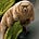 Tardigrade's avatar