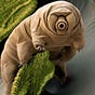Tardigrade's avatar