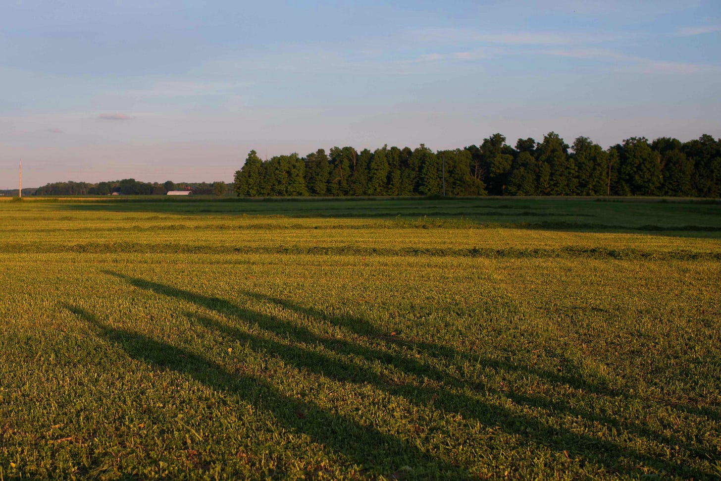 Shadows of human forms stretch over a farmfield in late evening summer light. Credit: Nancy Forde