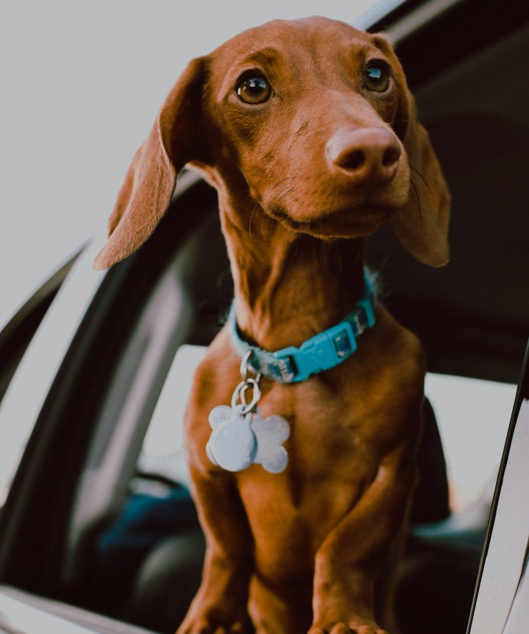 brown dog in window car brown dog in window car