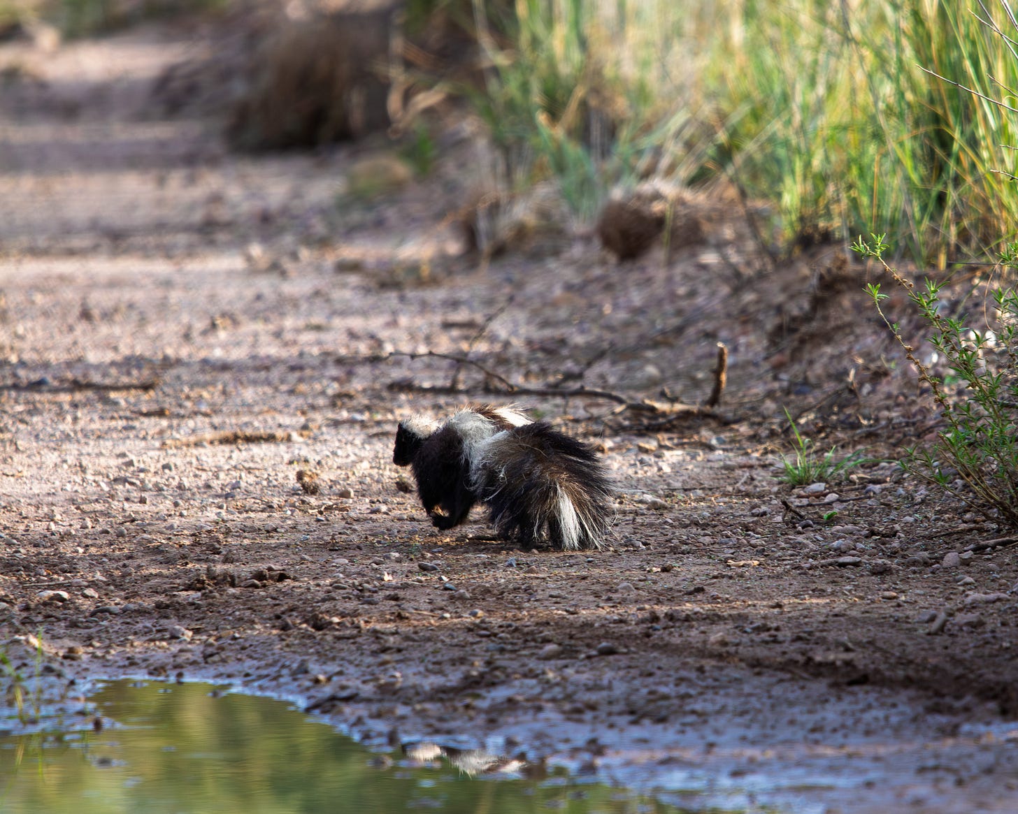 skunk running away up a trail near a puddle of green water skunk running away up a trail near a puddle of green water