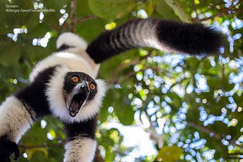 Comedy Wildlife Photography Awards 2023