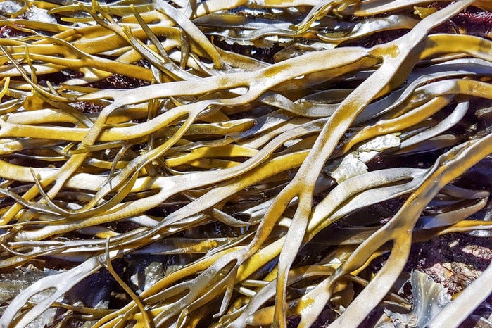 Thongweed or sea thong or sea spaghetti