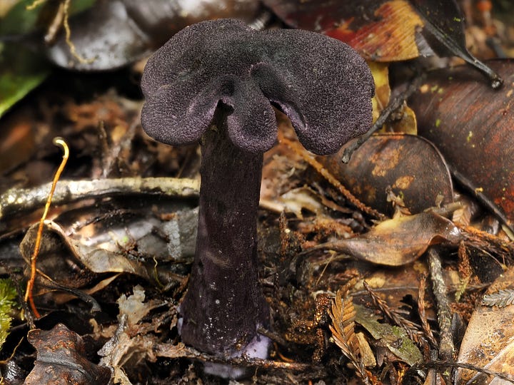 violet mushroom
