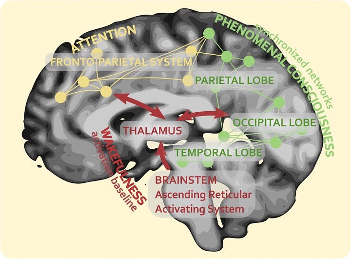 Consciousness in the brain