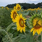 What’s Your Pitch? A Picture-Perfect Introduction