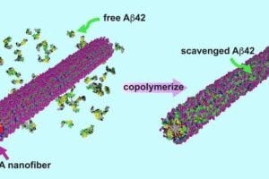 An artistic illustration depicting how a trehalose-containing peptide amphiphile nanofiber (TPA) captures disease-associated Aβ42 proteins, preventing their entry into neurons.