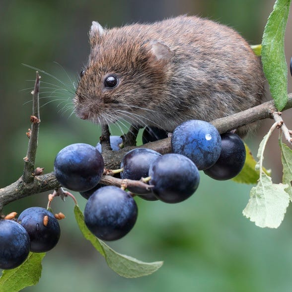 The Blackthorn Hedge