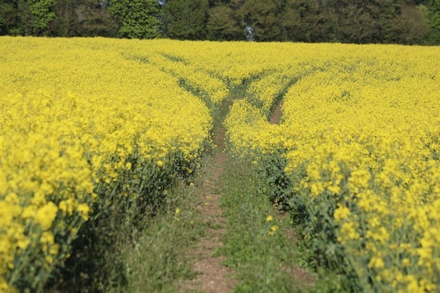 meadow of yellow fowers, 2 trails moving in different directions cut through the meadow meadow of yellow fowers, 2 trails moving in different directions cut through the meadow