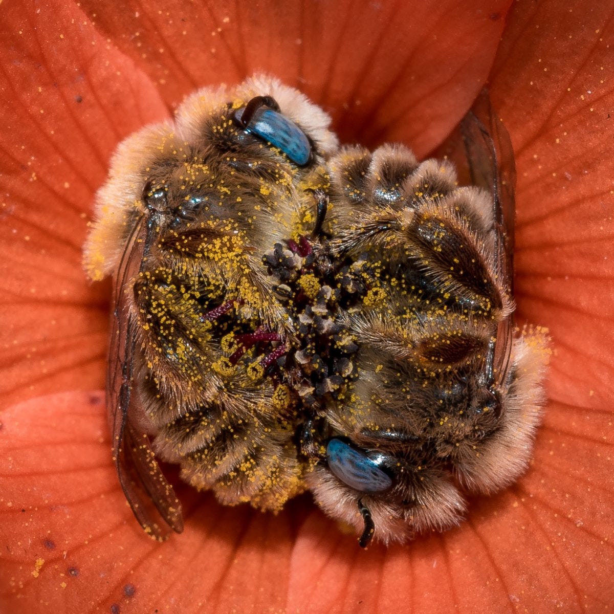 Bees Sleeping in Flowers is a Heart-Warming Sight - Nature TTL