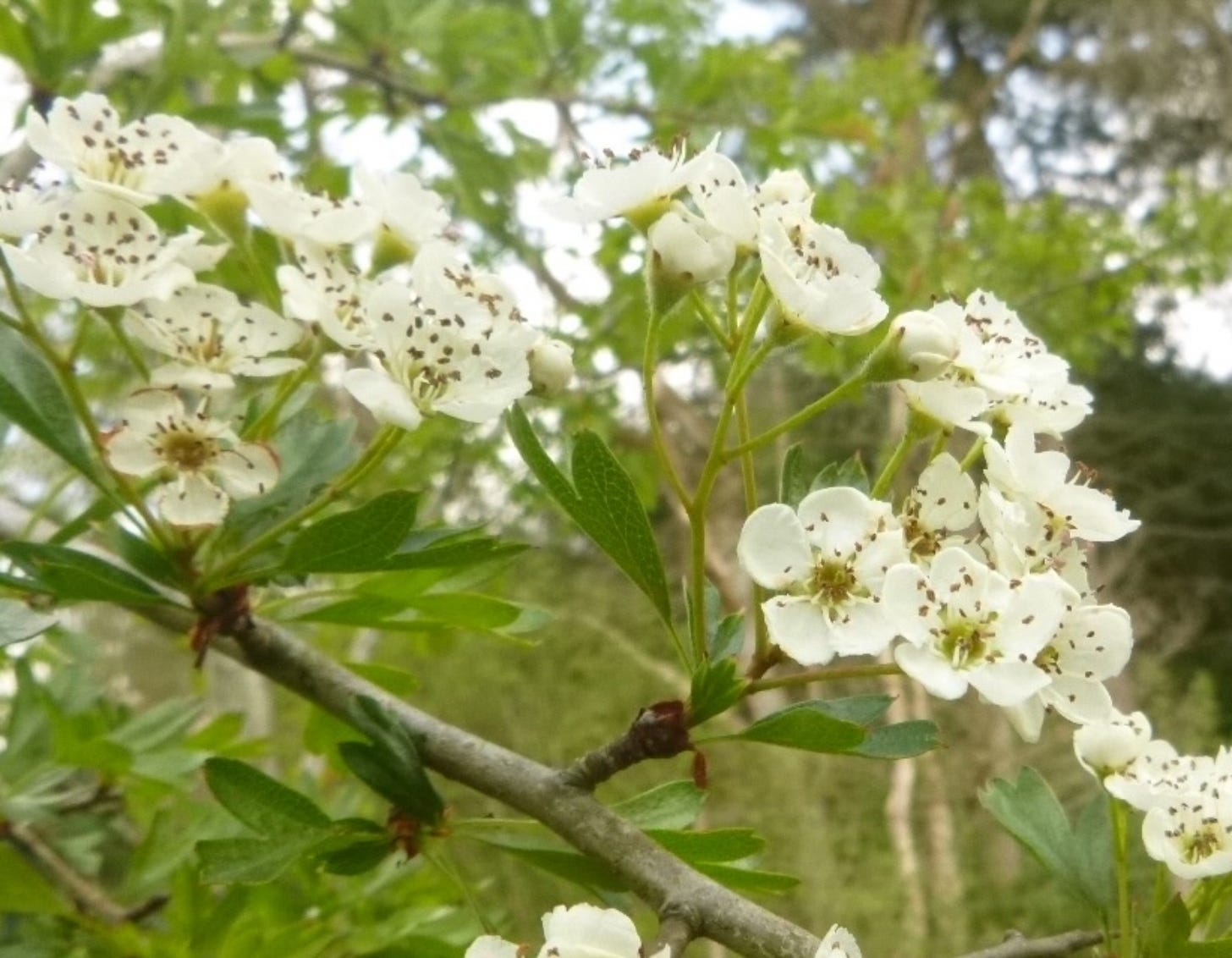 White-petalled flowers and leaves on branches