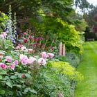 Flowerbed and flower border planting design