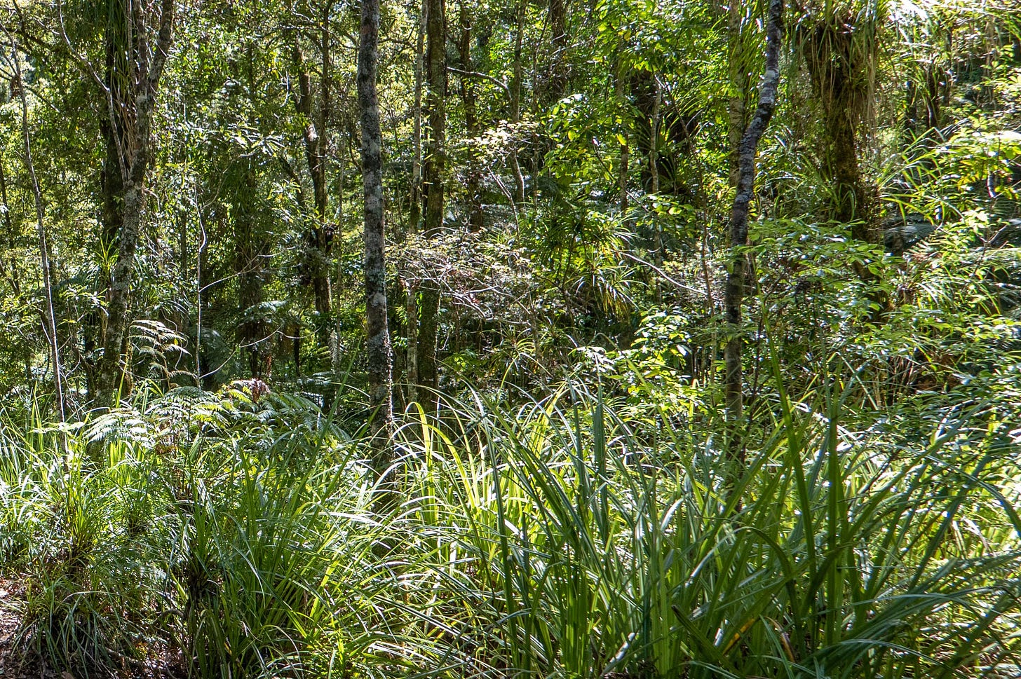 Dense trees and undergrowth of the Puketi Forest.