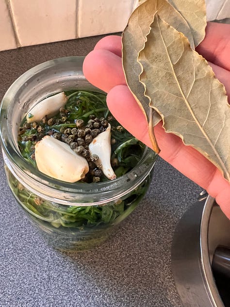 Stamnagathi Pickles