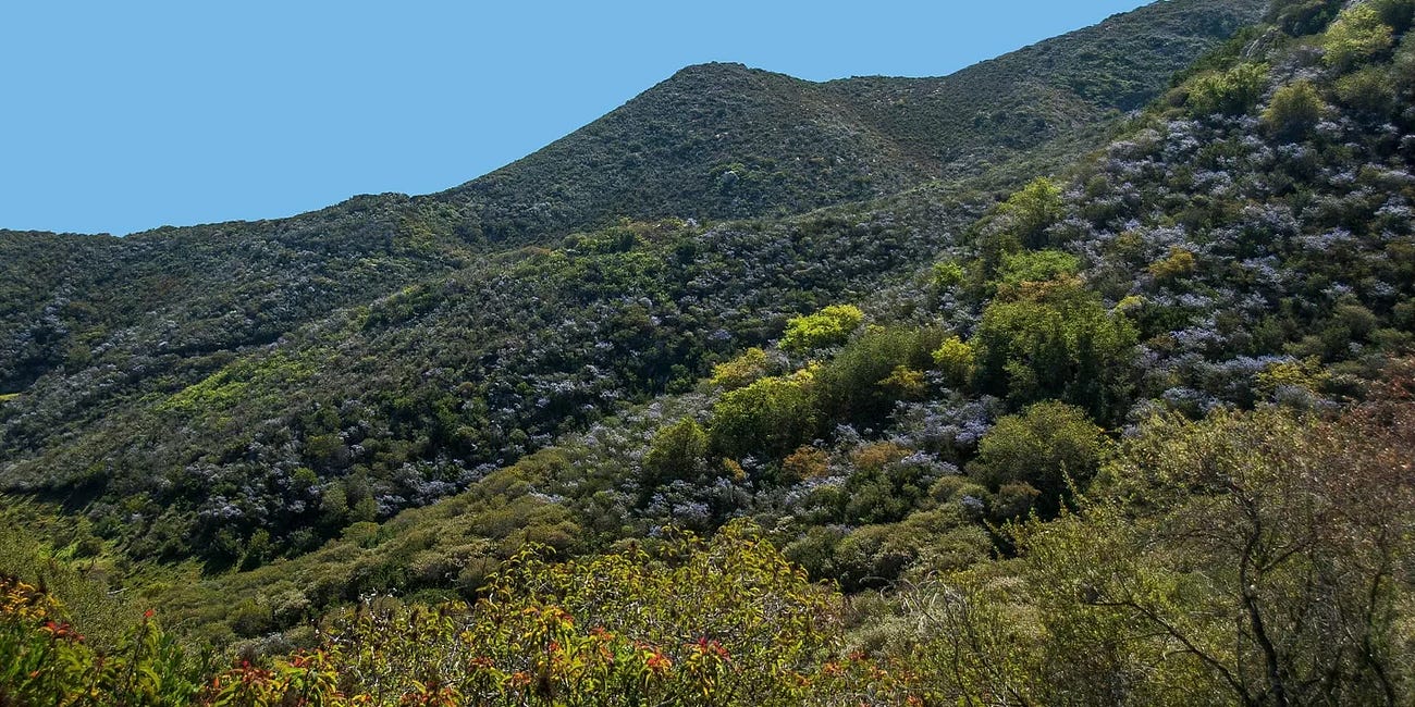 In touch: Chaparral