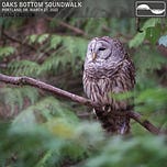 Soundwalk