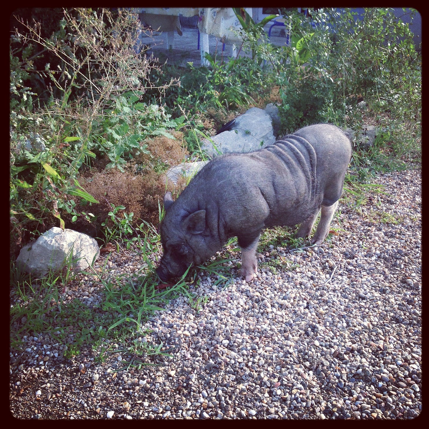 A pig outside on a gravelled path