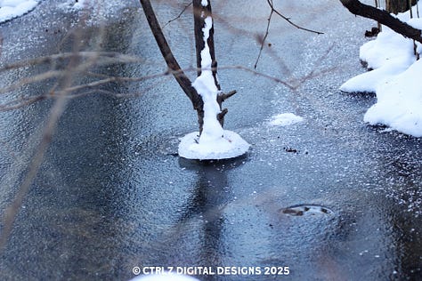 Six more photos include a Robin, nest, icy creek, bright red leaves on a winter background, grape vine, and branch piercing through a frozen creek