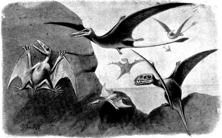 File:Dimorphodon, Pterodactylus, Rhamphorhynchus- Hutchinson 1983, Plate XII, "GROUP OF SMALL FLYING DRAGONS, OR PTERODACTYLS." 01.png File:Dimorphodon, Pterodactylus, Rhamphorhynchus- Hutchinson 1983, Plate XII, "GROUP OF SMALL FLYING DRAGONS, OR PTERODACTYLS." 01.png