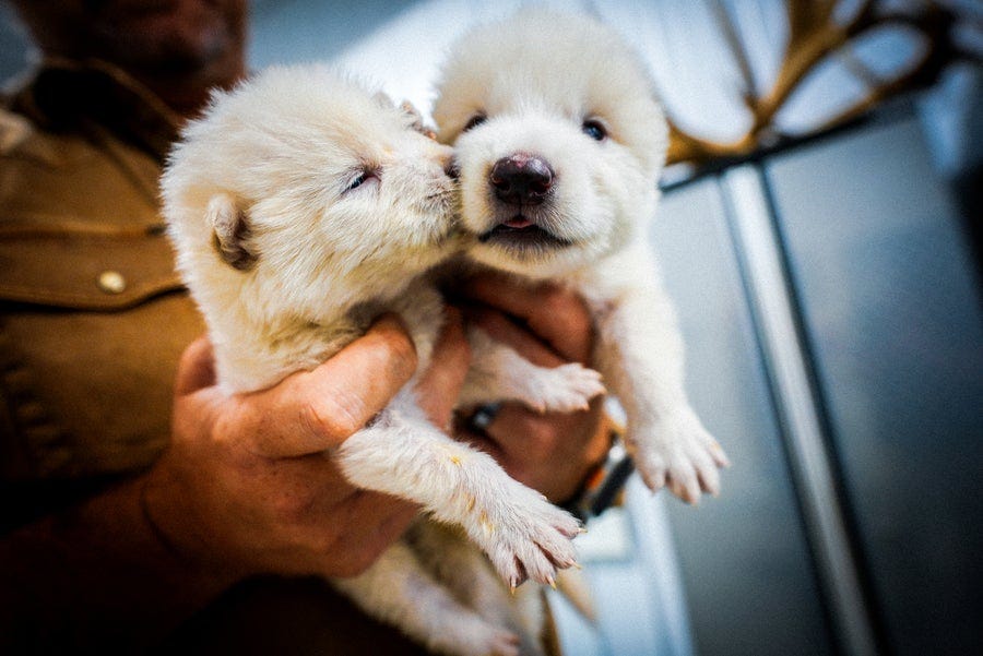 Two of Colossal's dire wolf pups being held in a person's hands