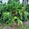 sempervirens's avatar