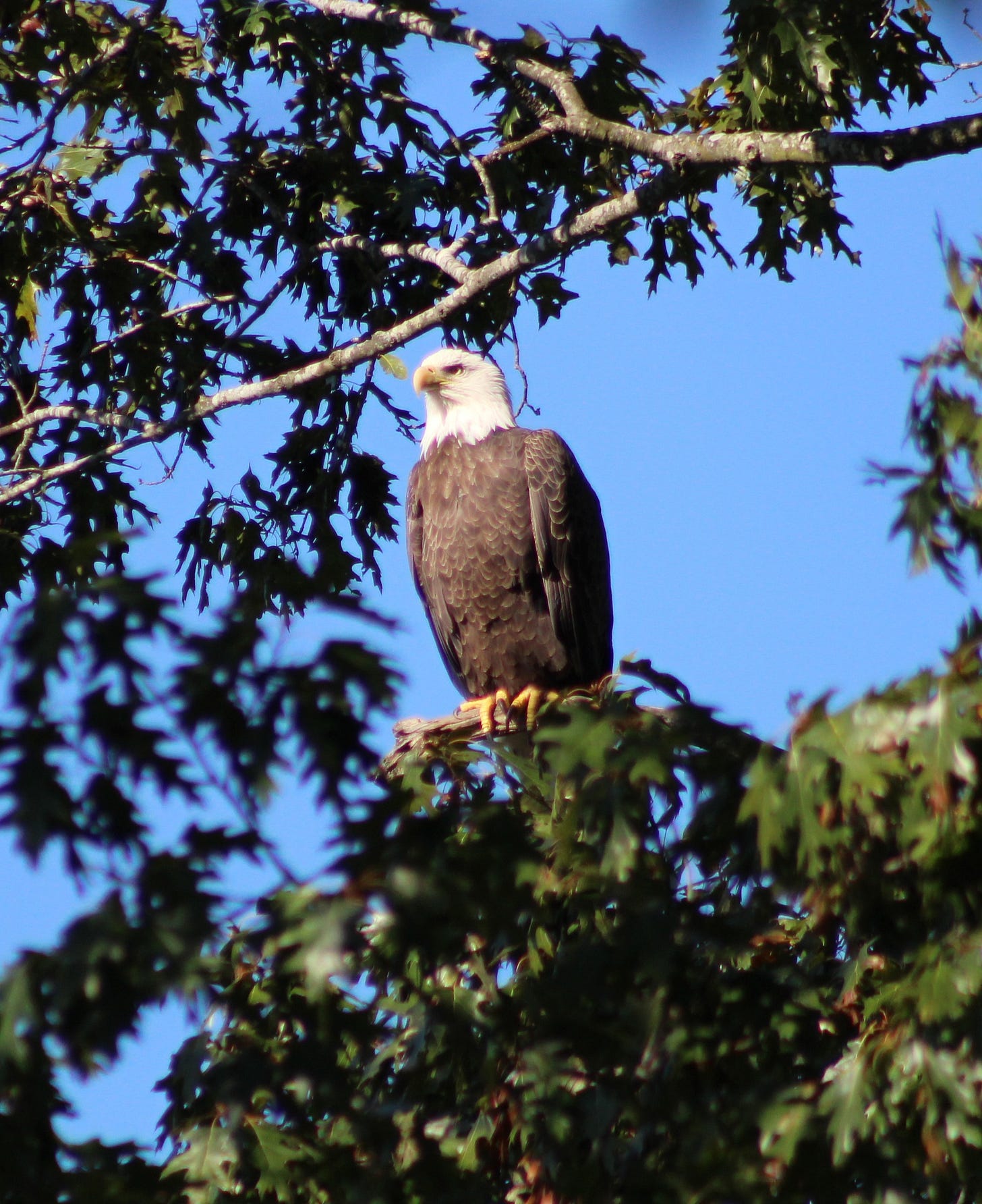 photo of an eagle in a tree