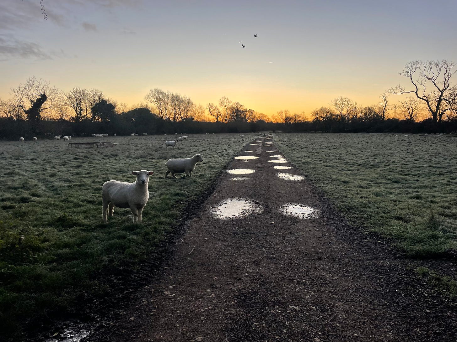 Sheep dotten around on grass surrounding a central path. There are birds in the air and an orange light in the sky.