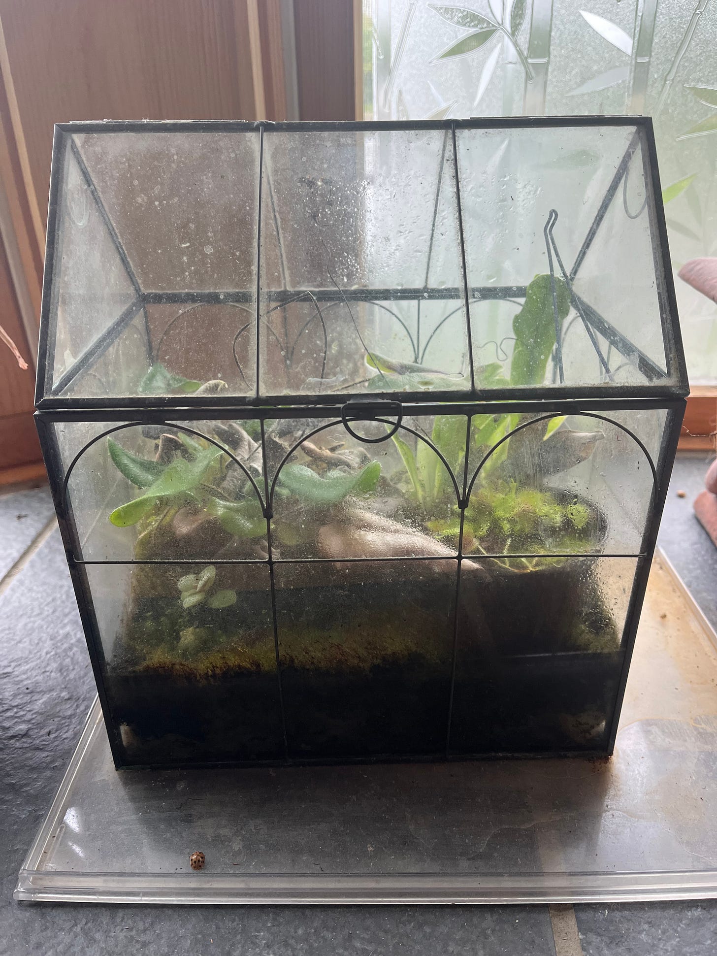 picture of a terrarium shaped like a house. picture of a terrarium shaped like a house.