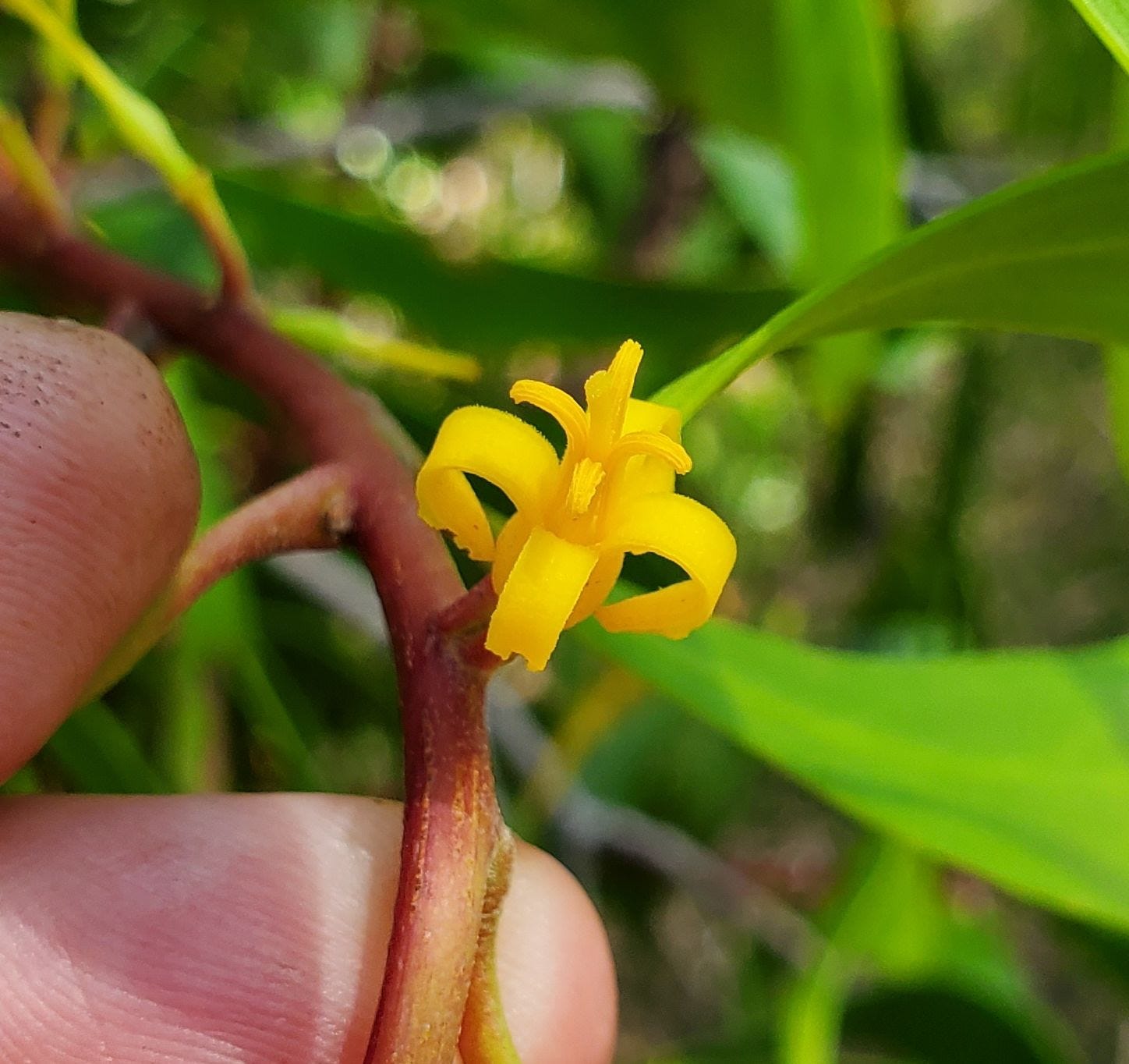 Persoonia levis [flower] 20221211_151025 sml.jpg