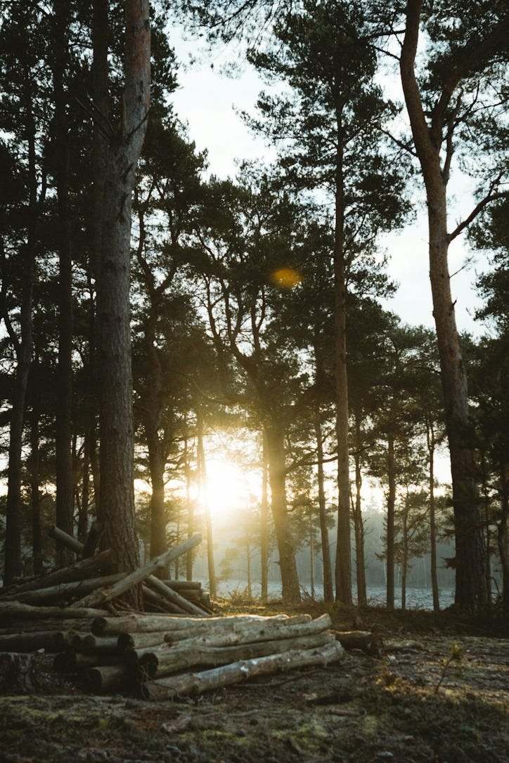 brown trees on forest during daytime