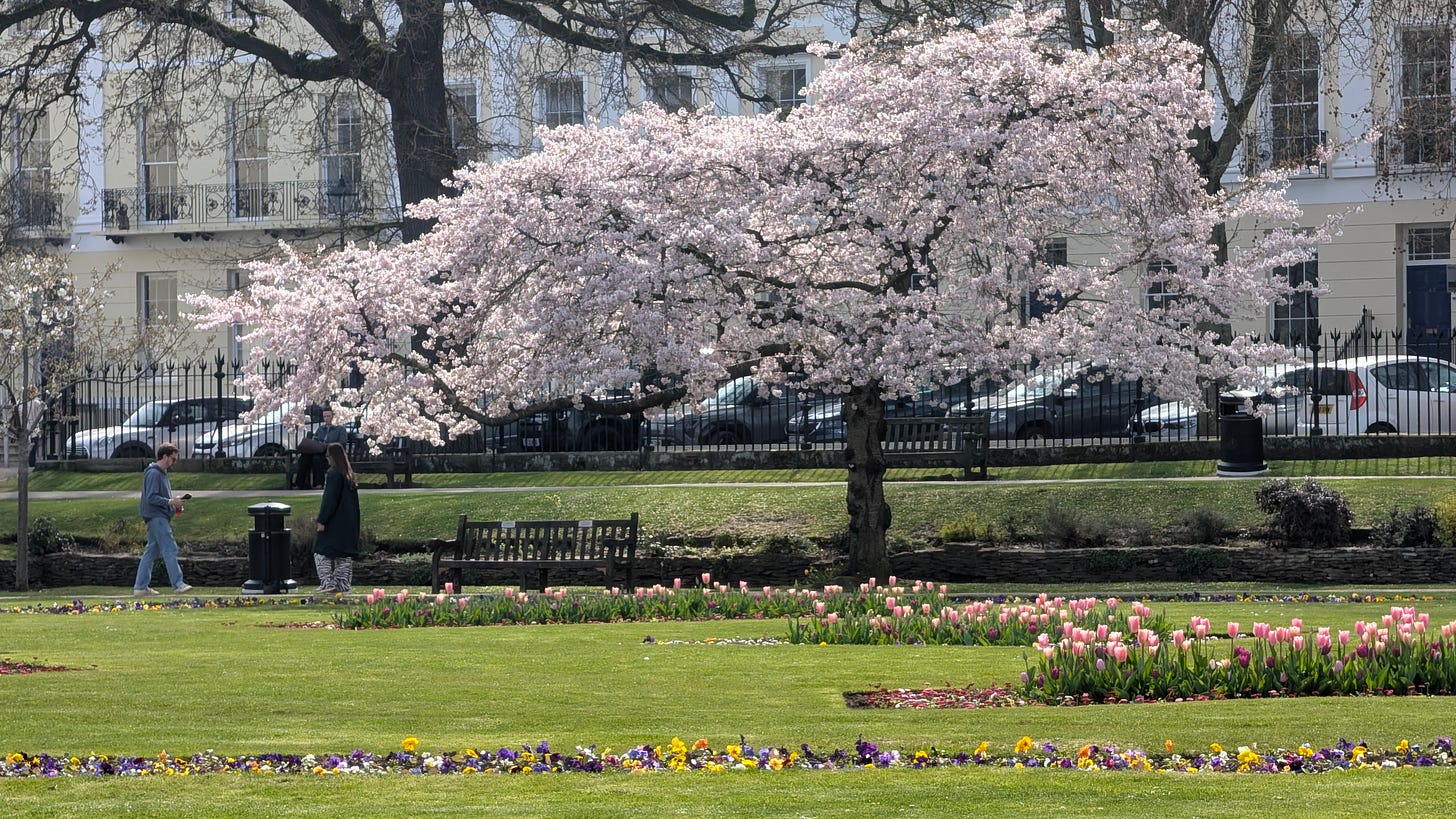 Cherry Blossom in the sunshine 