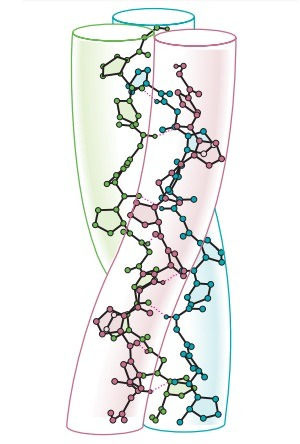The Collagen Triple Helix