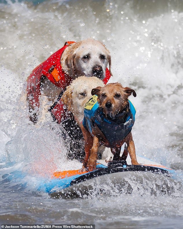 Rippin' Rosie, Charlie, and Carson Surf Dog ride in tandem during the World Dog Surfing Championships Rippin' Rosie, Charlie, and Carson Surf Dog ride in tandem during the World Dog Surfing Championships