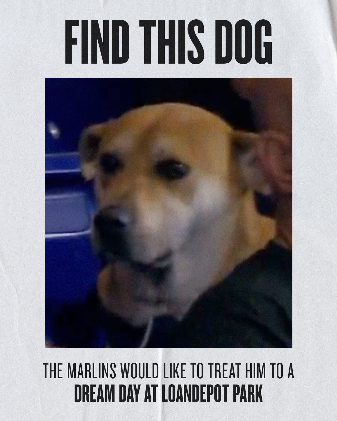 A wanted poster for Jonah, the dog that didn't get a hot dog at the baseball game