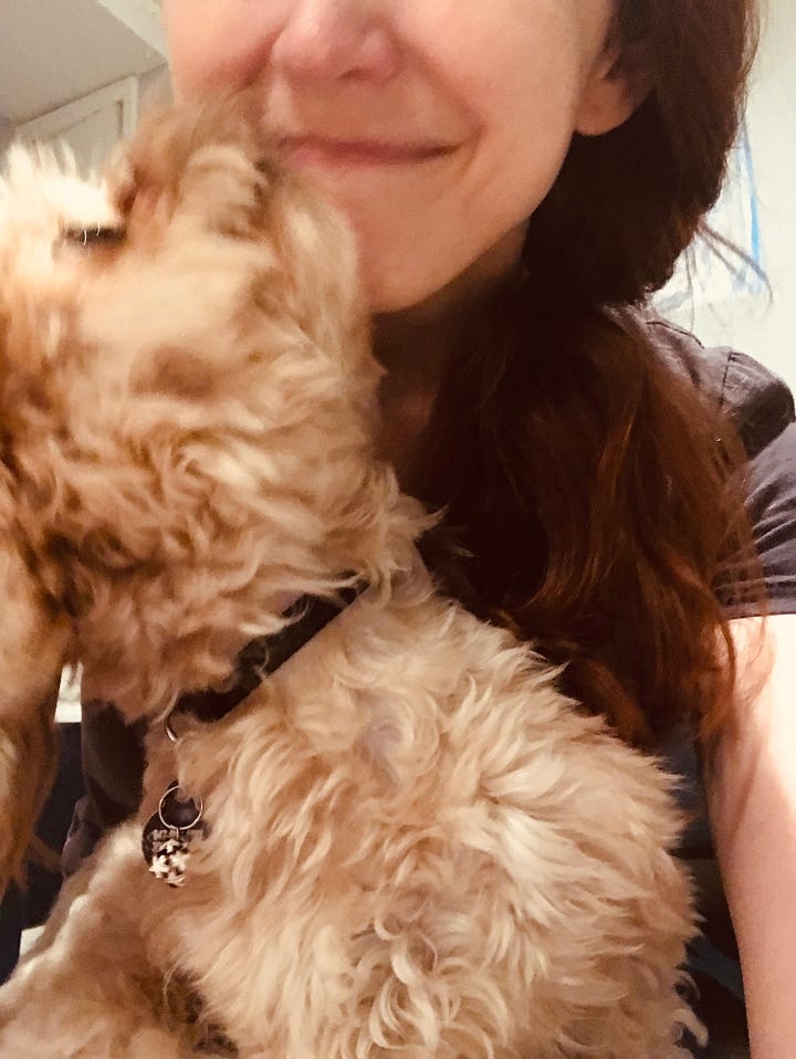 two close-up action-blurred photos of small, fluffy dogs lovingly attacking a person with dark hair and pale skin. the person is laughing