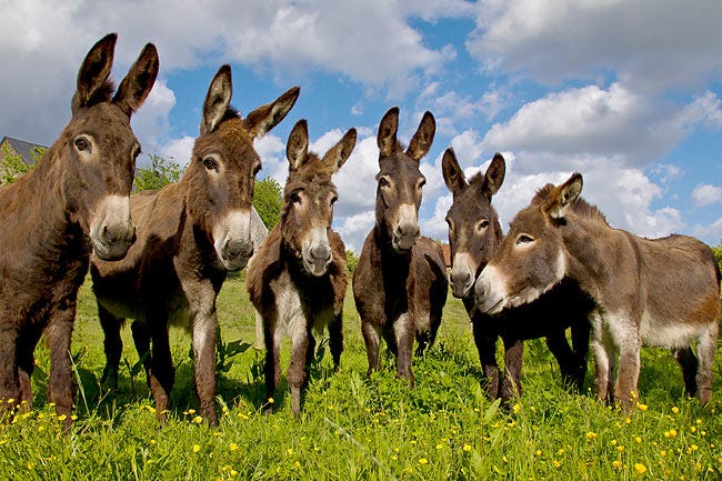 Group Of Common Donkeys Standing In Meadow France | Kimballstock