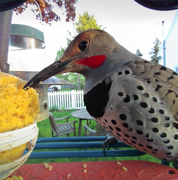 closeup of northern flicker eating suet closeup of northern flicker eating suet