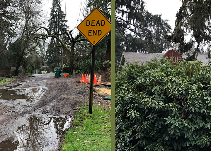 Algae-covered stop sign mostly obscured by a large rhododendron, and a Dead End sign on muddy road.
