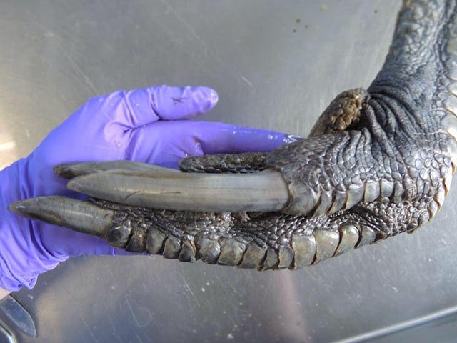 r/NatureIsFuckingLit - the crocodile is held in the hands of a handler.