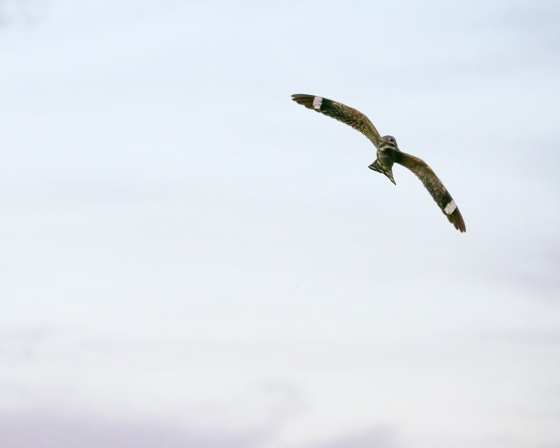 20250524-AguaCaliente-652-Edit.jpg 20250524-AguaCaliente-652-Edit.jpg