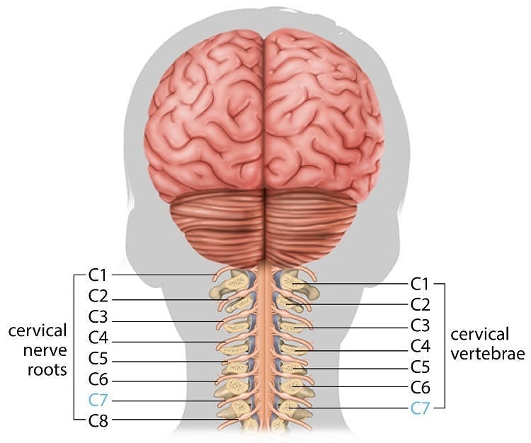 C7 Spinal Cord Injury: How to Maximize Your Chances of Recovery C7 Spinal Cord Injury: How to Maximize Your Chances of Recovery