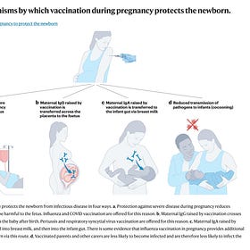 Mom’s Antibodies Protect Babies After Birth