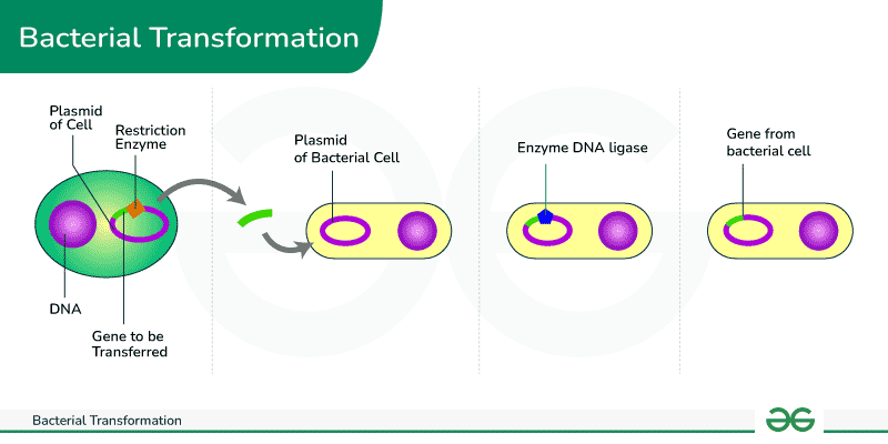 Bacterial-Transformation