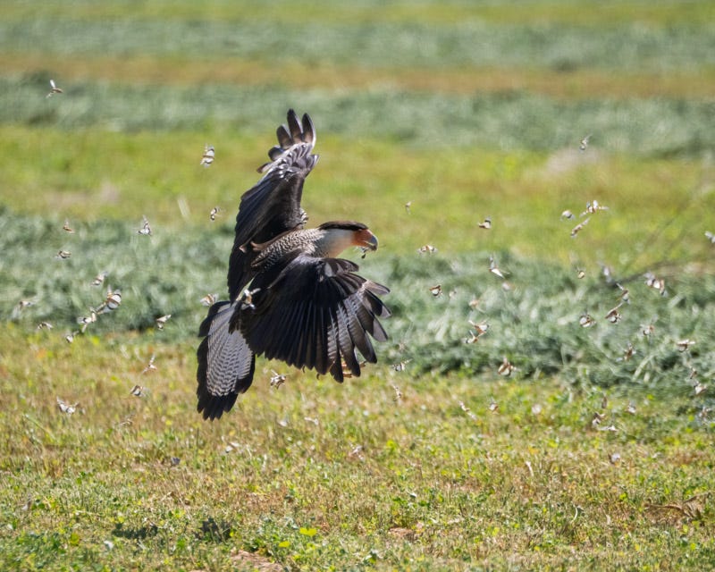 20260327-Marana-133-Edit.jpg 20260327-Marana-133-Edit.jpg