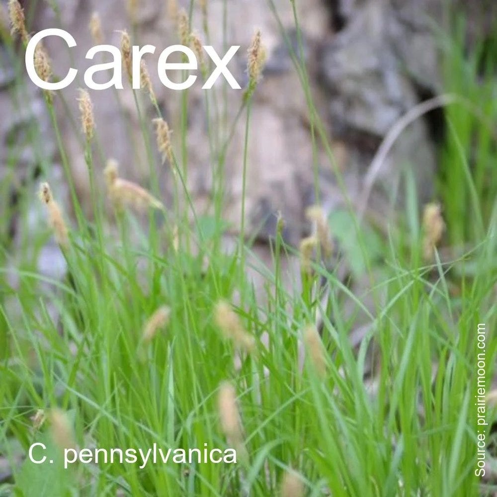 shade plants 2 carex.jpeg shade plants 2 carex.jpeg