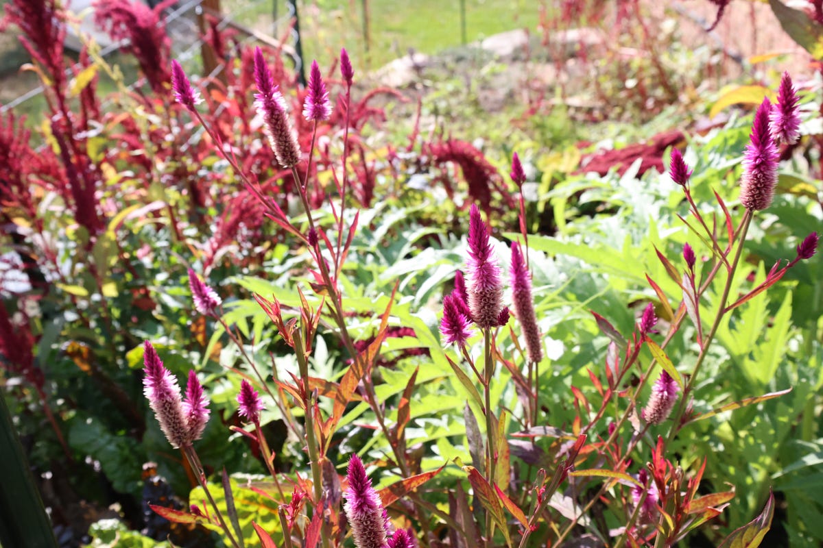 lagos spinach plants in the fall lagos spinach plants in the fall